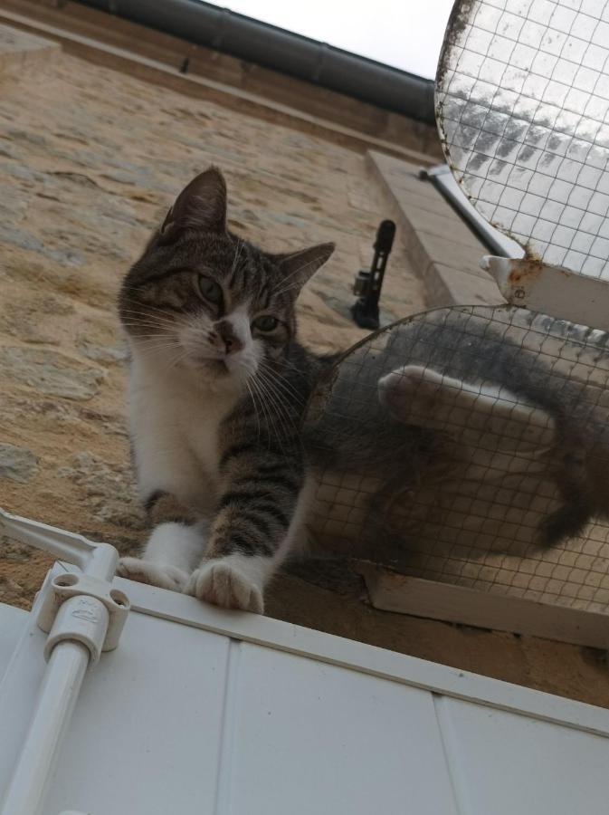 La Ferme Aux Chats Formigny Exterior foto